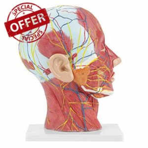 Anatomical Medical Life-size Half Head Model Scientific Education Human Head Brain Neck Median Section Study Model with Muscular Vascular Internal Structure
