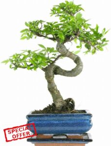 The Bonsai Plants - Real Live Chinese Elm Bonsai Indoor/Outdoor Tree S Trunk - 15 cm Ceramic Pot - Home Office Decor Gif