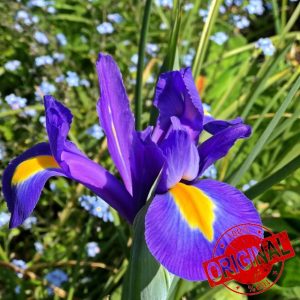 Carbeth Plants - 50 x Iris Blue Magic Spring Bulbs - Deep Purple Summer Flowering Perennials - UK Hardy Low Maintenance Pollinator Friendly - Grow in Beds