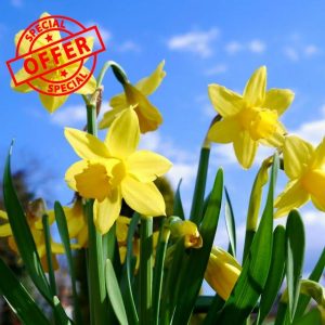 Carbeth Plants - 100 x Daffodil Tete a Tete Spring Bulbs - Yellow Dwarf Miniature Narcissus Spring Flowering Perennials - UK Hardy Pollinator Friendly - Grow in Beds