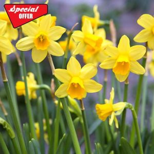 Carbeth Plants - 50 x Daffodil Tete a Tete Spring Bulbs - Yellow Dwarf Miniature Narcissus Spring Flowering Perennials - UK Hardy Pollinator Friendly - Grow in Beds