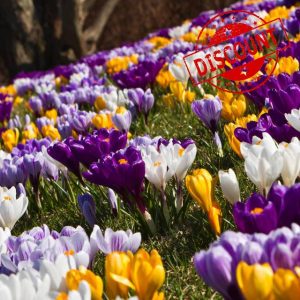 Carbeth Plants - Crocus 100 Spring Bulb Collection - Mixed Early Spring Flowering Perennial Bulbs - UK Hardy Low Maintenance Pollinator Friendly - Grow in Beds