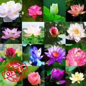 Pack of 30 Lotus Plant Seeds