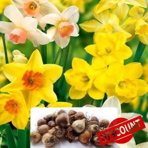 30 Dwarf Scented Daffodil Mix Bulbs – Miniature Perennial Daffodils with Fragrant Bloom –Cultivated for UK Climate Conditions