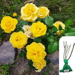 Garden and Patio – Fragrant