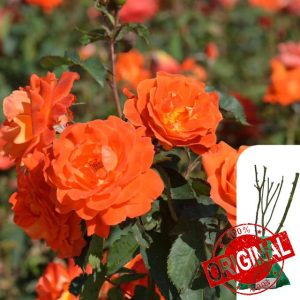 1 x Rosa Fragrant Super Trouper - Vibrant Orange Blooms