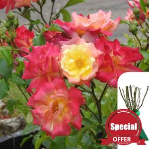 1 x Rosa Masquerade - Bare Root Pink and Yellow Climbing Rose