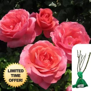 1 x Rosa 'Special Anniversary' Hybrid Tea Rose - RHS Award-Winning Pink English Rose
