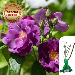 1 x Rosa Rhapsody in Blue Floribunda Rose – Bare Root