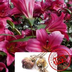 2 Lily Purple Prince 'Like a Tree' – Giant Lilies with Up to 10 Flowers per Bulb – Stunning Deep Purple Frilly Blossoms – Sweet Aromatic Fragrance – Grown for UK Climate & Summer Garde