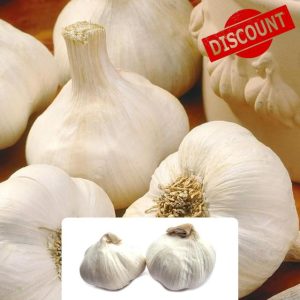 2 White Casablanca Garlic Bulbs - Easy to Grow