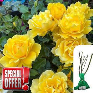 1x Rosa Freedom Hybrid Tea Rose – Bare Root