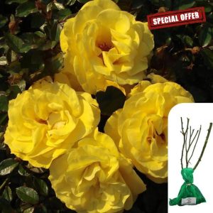 1 x Rosa 'Especially for You' Hybrid Tea Rose -Award-Winning Yellow Rose