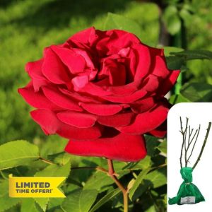 1 x Rosa Royal William Hybrid Tea Rose – Bare Root
