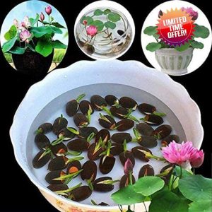 Bonsai Bowl Lotus Flower