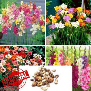35-Piece Garden Bulb Collection – Ixia Corn Lily