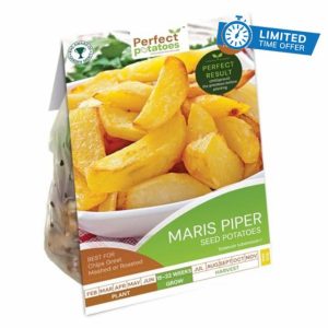 Maris Piper Seed Potatoes for Gardeners | 10 Premium Tubers for Home-Grown Delicious Chips