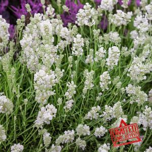 Carbeth Plants Lavender Angustifolia White 6 Pack - Pollinator Friendly English Lavender Hardy Perennial Plants - Drought Tolerant & Easy Grow Shrubs - Ideal for Beds