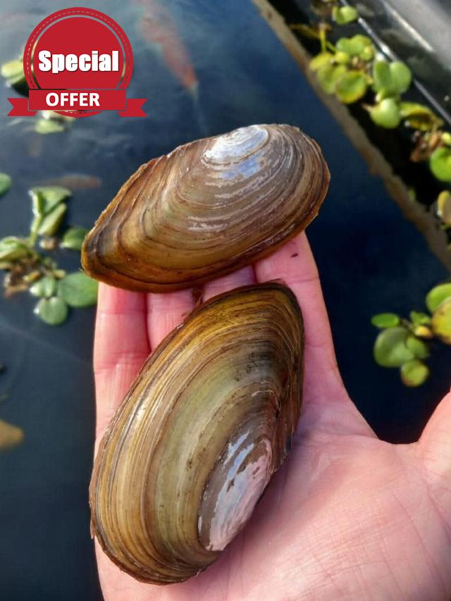 3 X Large Swan Mussels. 2024 New Season 4"-5". Pond Cleaner - Wildlife Ponds.