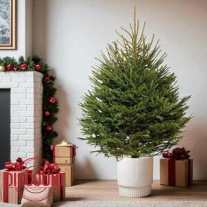 Carbeth Plants Norway Spruce Pot Grown Christmas Tree - Real Living Evergreen Potted Festive Tree - Fresh Premium Reusable Xmas Indoor Outdoor Plant in Pot (3ft (90cms))