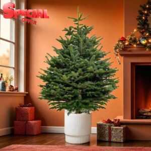 Carbeth Plants Nordmann Fir Pot Grown Christmas Tree - Real Living Evergreen Potted Festive Tree - Fresh Premium Reusable Xmas Indoor Outdoor Plant in Pot (6ft (180cms))