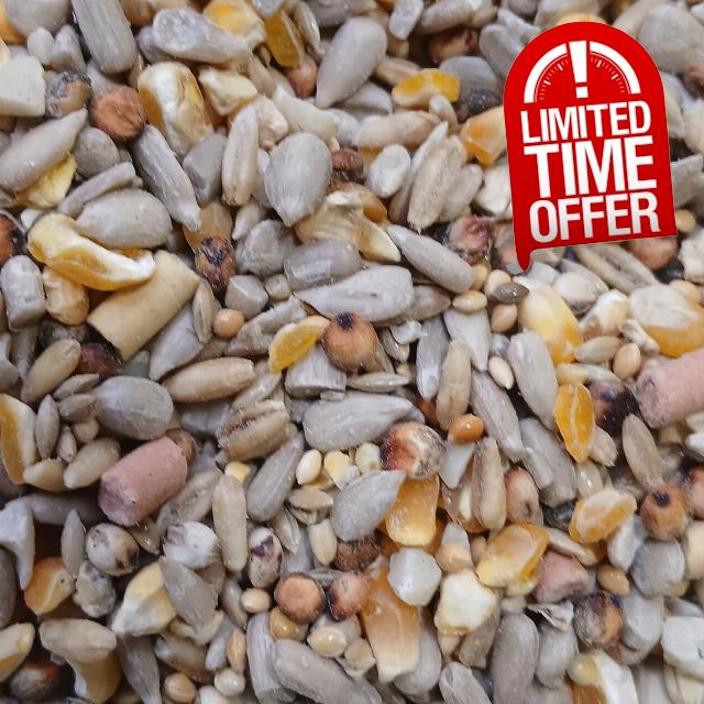 10 Kg Johnston & Jeff Premium Wild Bird Seed Wheat Free with Suet High Energy Mix for Garden Birds with Sunflower Hearts Peanuts Insects Berry Pellets for All Seasons Feeding