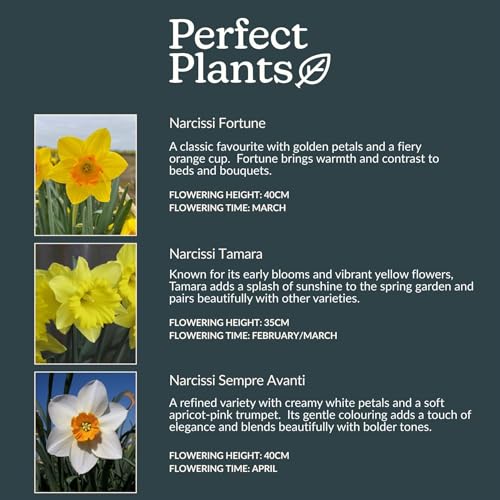 Fortune & Sempere Avanti) – Garden-Ready Spring Bulbs