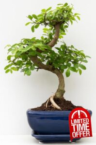 Bonsai Tree