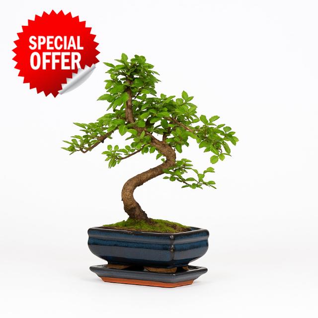 Chinese Elm Bonsai Tree 25–35cm | 6–8 Years Old | Elegant Indoor