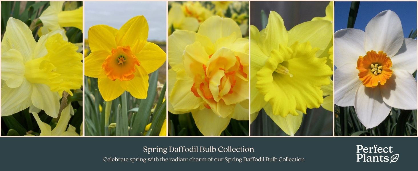 Text reads 'Spring Daffodil Bulb Collection', 'Perfect Plants®'. Collection of daffodil flowers showing various yellow and white blooms arranged horizontally.