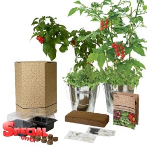 Pronto Seed Grow Your Own Chilli & Tomato Kit | Twin 18cm Galvanised Buckets with 4 Seed Varieties (Chilli Naga