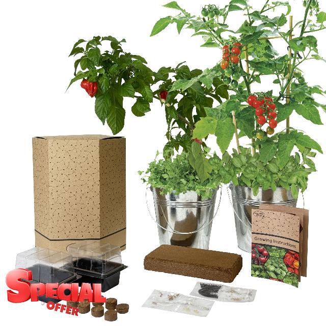 Pronto Seed Grow Your Own Chilli & Tomato Kit | Twin 18cm Galvanised Buckets with 4 Seed Varieties (Chilli Naga