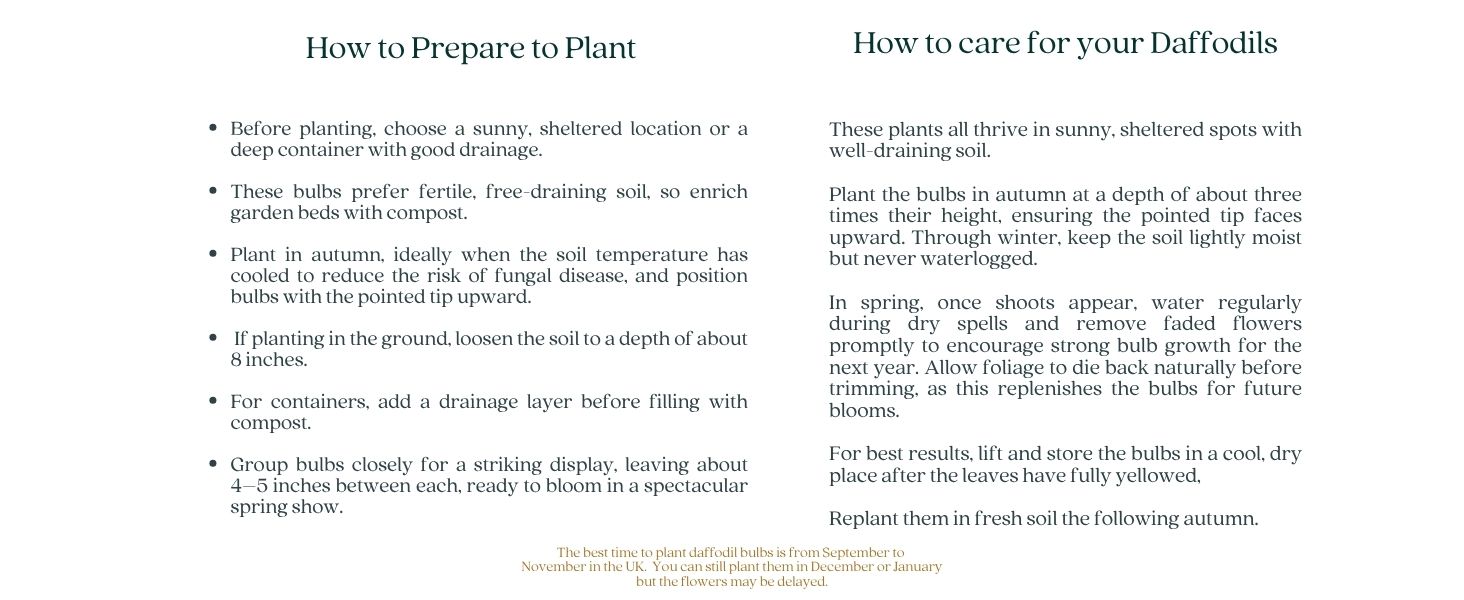 Text reads 'How to Prepare to Plant' and 'How to care for your Daffodils' followed by detailed planting and care instructions spread across two columns.