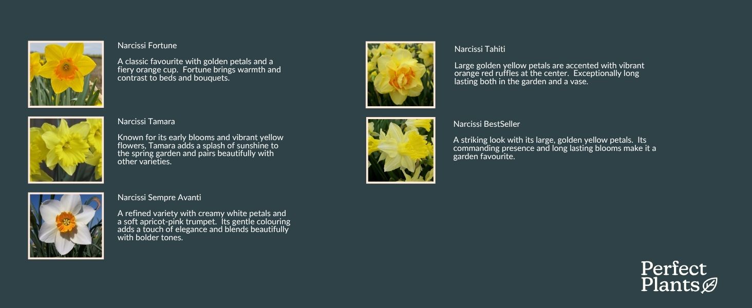 Text reads 'Perfect Plants' on navy blue shipping box. Box contains brown paper-wrapped plant bulbs or roots with some displayed outside the packaging.