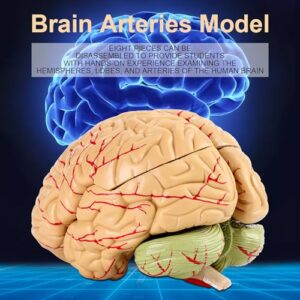 8 Parts Color-Coded Anatomical Brain Arteries Model for Science Classroom Study Display Teaching