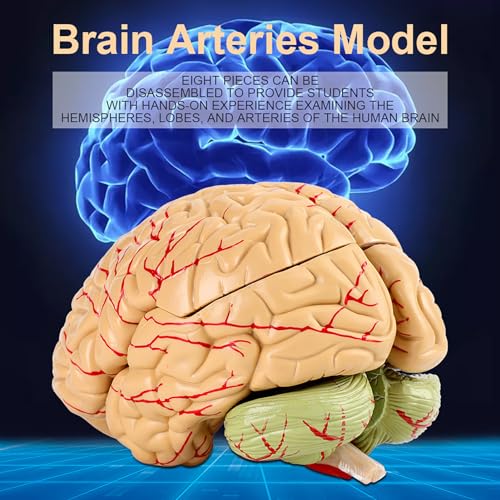 8 Parts Color-Coded Anatomical Brain Arteries Model for Science Classroom Study Display Teaching