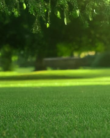 Sunlit grass lawn scene with bokeh effect. Vibrant green grass in sharp focus in foreground, blurred natural background with dappled sunlight.