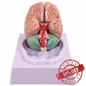 Brain Model Human Brain 8-Part Model Of with 32 Digital Identifiers Life Size Human Anatomy for Science Classroom Study Display Teaching
