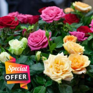 Carbeth Plants 6 x Bare Root Roses Nurseryman’s Collection - Versatile Mixed Rose Bush Climbing