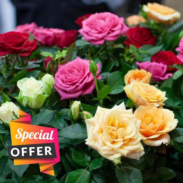 Carbeth Plants 6 x Bare Root Roses Nurseryman’s Collection - Versatile Mixed Rose Bush Climbing