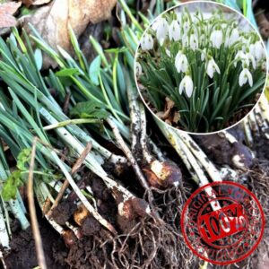 100 Single Snowdrop Bulbs UK