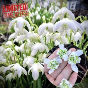 100 Double Snowdrop Bulbs