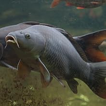 the fishing net is a great way to get the bait in the water.