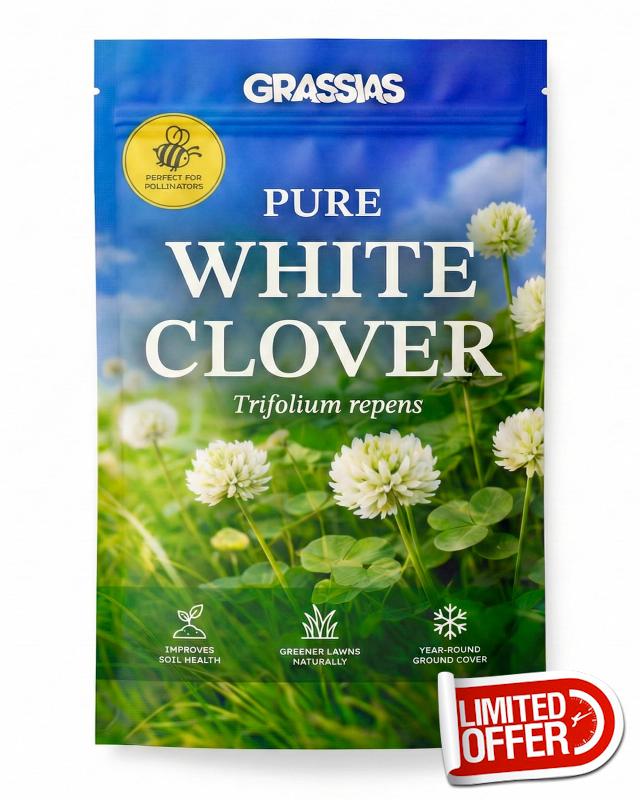 White Clover Lawn Seed – Small Leaf Micro Clover Ground Cover – Bee Friendly