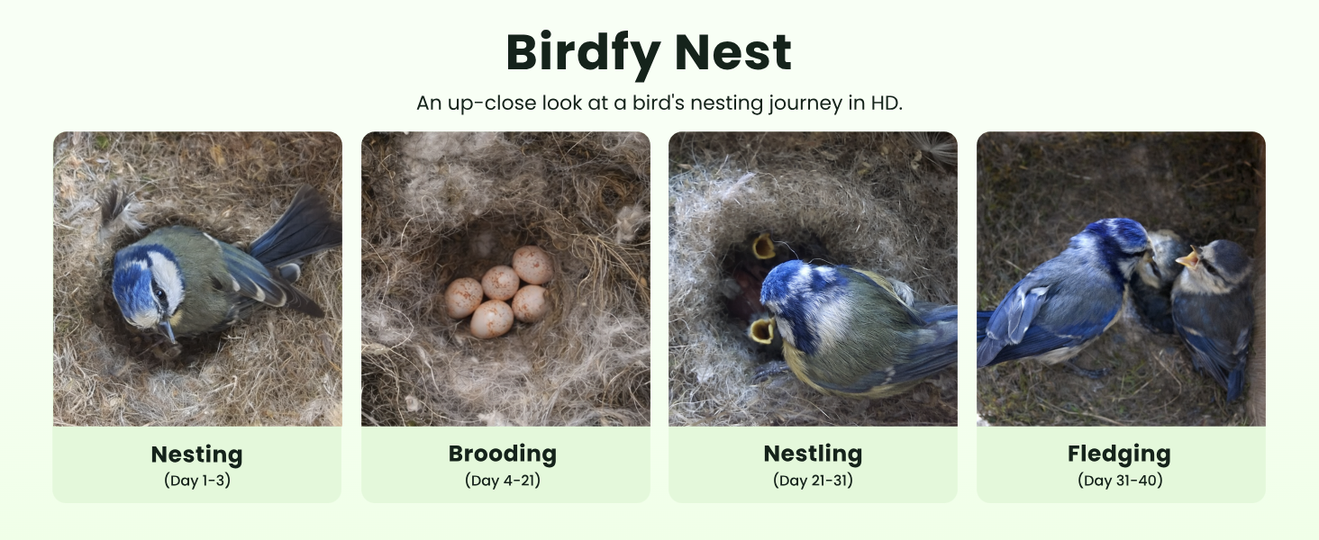 Text reads 'Birdfy Nest'. Educational sequence showing different stages of bird nesting process, including nesting, brooding, and fledging phases.