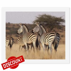 LPSADGF Zebras On South Africa DIY Paint by Numbers Kit for Adults Beginners Digital Oil Painting Kit Landscape Digital Paints by Number Easy Canvas Art Print for Home Wall Decoration 40x50cm
