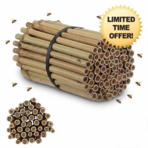 Mifoci 100 Pcs 5.9" Mason Bees Bamboo Tubes Natural Nest Mason Bees House 0.27"-0.4" Inner Diameter for Bee Hotels Solitary Bee Hives Pollinator Gardens