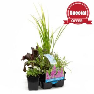 Fragrant Pond Plant Collection 6 Pack Aquatic Pond Plants T&M