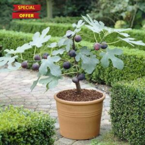 Roots Plants Fig Tree 'Brown Turkey' - Self-Fruiting Outdoor Fruit Plant - Hardy & High Yielding - Supplied in a 3 Litre Pot (30-40cm Incl. Pot) - Edible Fresh Figs for Home Garden and Patios