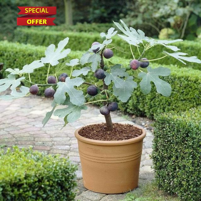 Roots Plants Fig Tree 'Brown Turkey' - Self-Fruiting Outdoor Fruit Plant - Hardy & High Yielding - Supplied in a 3 Litre Pot (30-40cm Incl. Pot) - Edible Fresh Figs for Home Garden and Patios